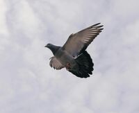 Pigeon in flight