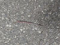 A photo of a worm on the ground